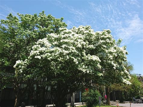 流蘇樹風水|如何按照風水來擺設流蘇樹？（特徵、方位、共同擺設的植物）